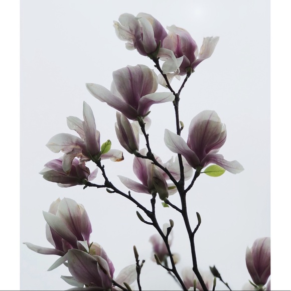 Meet your Posher, Kristin - Picture 1 of 1